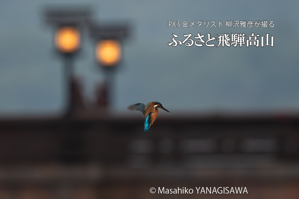 飛騨高山に棲むカワセミの写真。撮影・柳沢雅彦