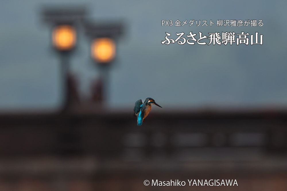飛騨高山に棲むカワセミの写真。撮影・柳沢雅彦
