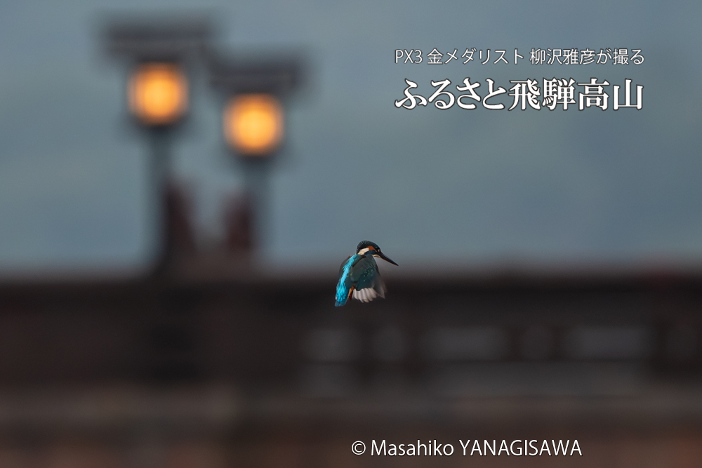 飛騨高山に棲むカワセミの写真。撮影・柳沢雅彦
