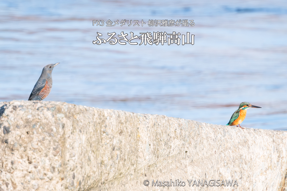 飛騨高山に棲むカワセミとイソヒヨドリの写真。撮影・柳沢雅彦
