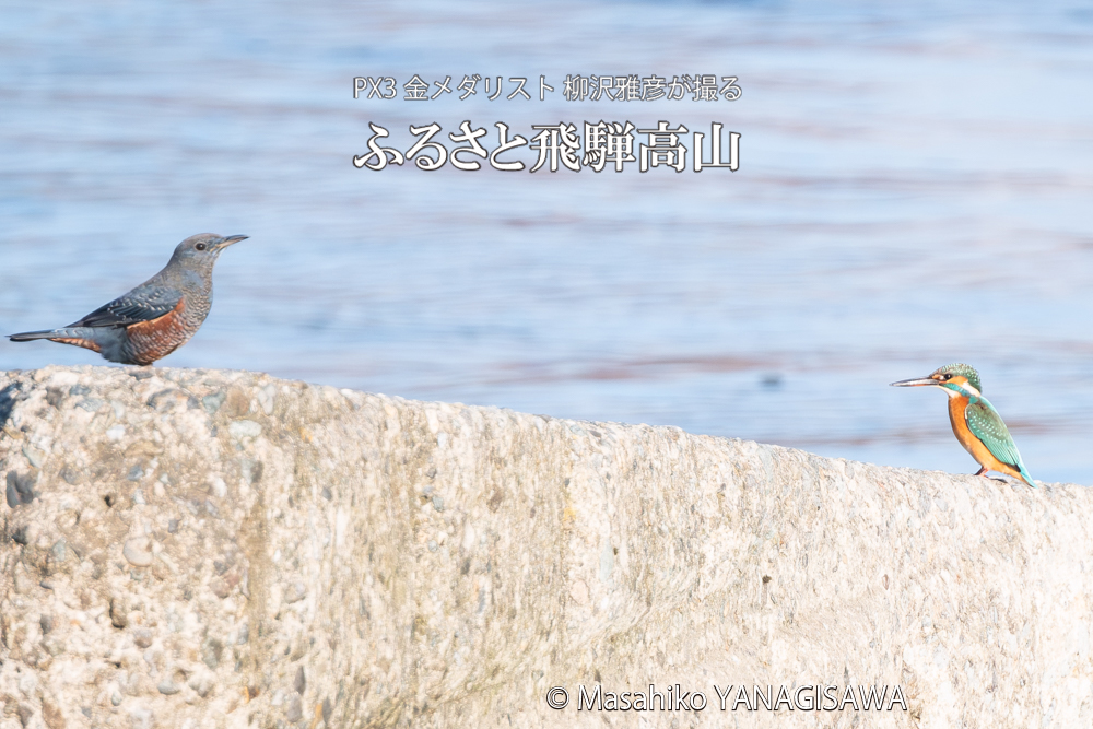 飛騨高山に棲むカワセミとイソヒヨドリの写真。撮影・柳沢雅彦