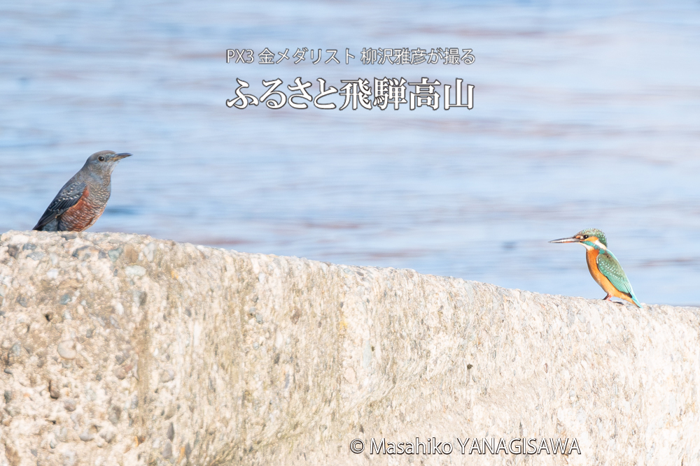 飛騨高山に棲むカワセミとイソヒヨドリの写真。撮影・柳沢雅彦