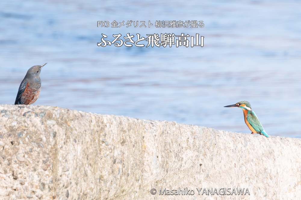 飛騨高山に棲むカワセミとイソヒヨドリの写真。撮影・柳沢雅彦