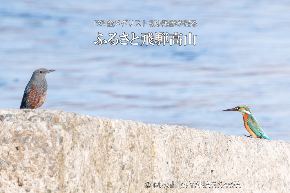 飛騨高山に棲むカワセミとイソヒヨドリの写真。撮影・柳沢雅彦