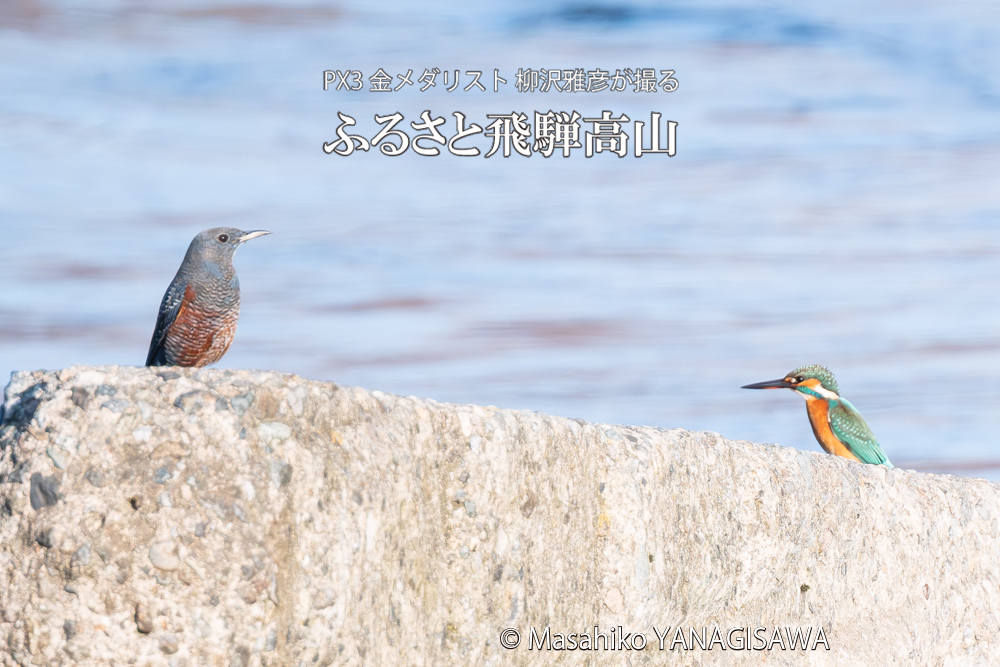 飛騨高山に棲むカワセミとイソヒヨドリの写真。撮影・柳沢雅彦
