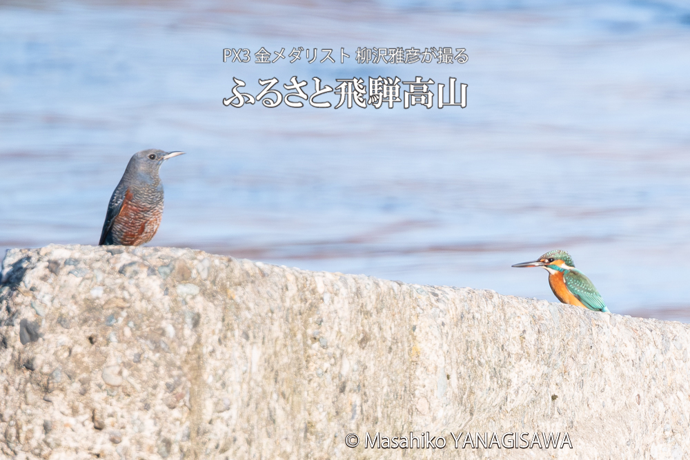 飛騨高山に棲むカワセミとイソヒヨドリの写真。撮影・柳沢雅彦