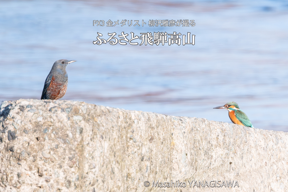 飛騨高山に棲むカワセミとイソヒヨドリの写真。撮影・柳沢雅彦