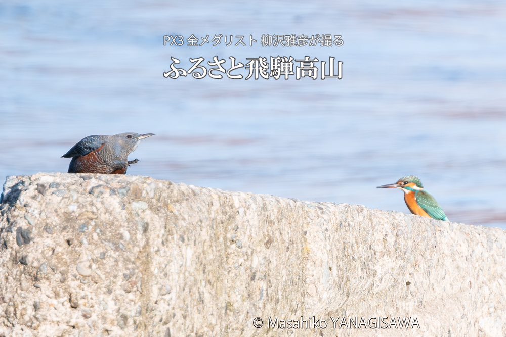 飛騨高山に棲むカワセミとイソヒヨドリの写真。撮影・柳沢雅彦