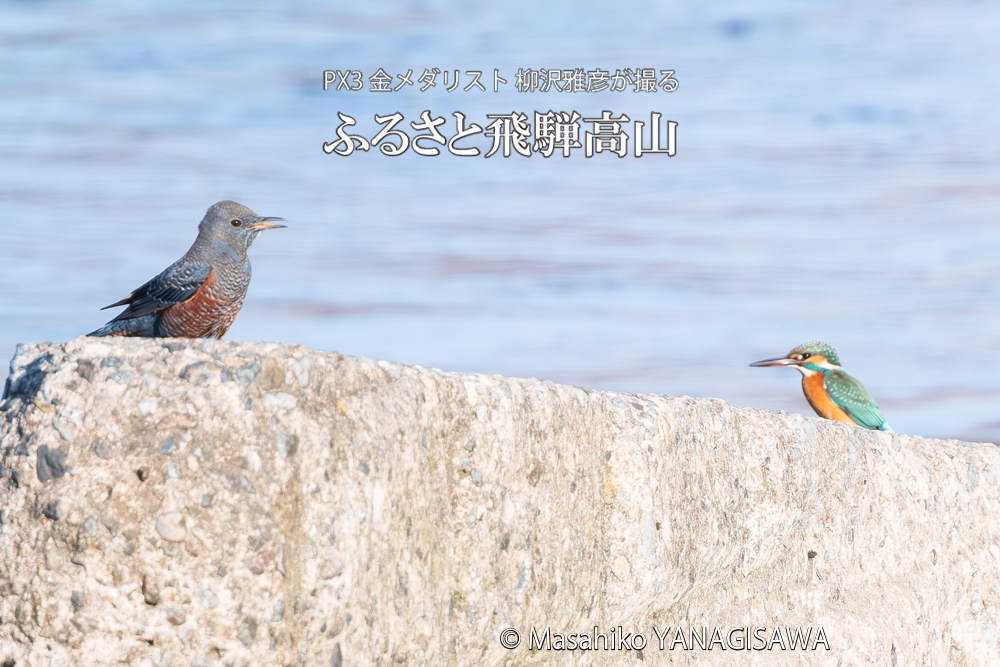 飛騨高山に棲むカワセミとイソヒヨドリの写真。撮影・柳沢雅彦