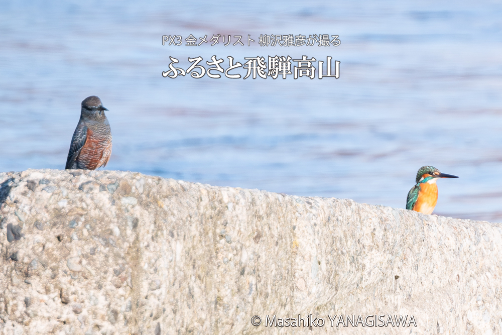 飛騨高山に棲むカワセミとイソヒヨドリの写真。撮影・柳沢雅彦