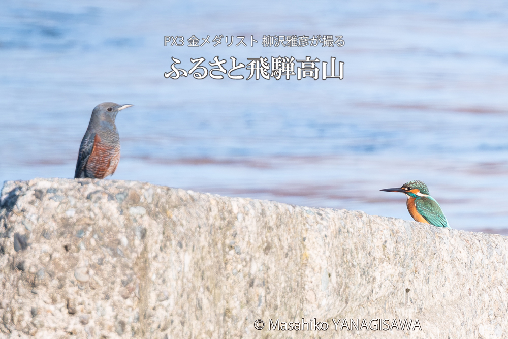 飛騨高山に棲むカワセミとイソヒヨドリの写真。撮影・柳沢雅彦