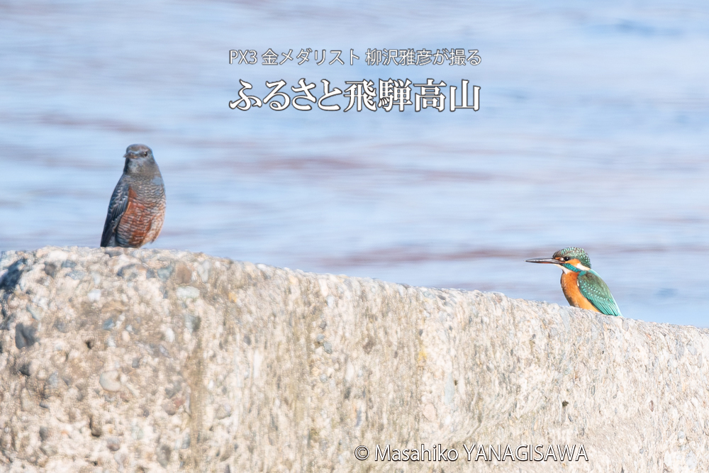 飛騨高山に棲むカワセミとイソヒヨドリの写真。撮影・柳沢雅彦