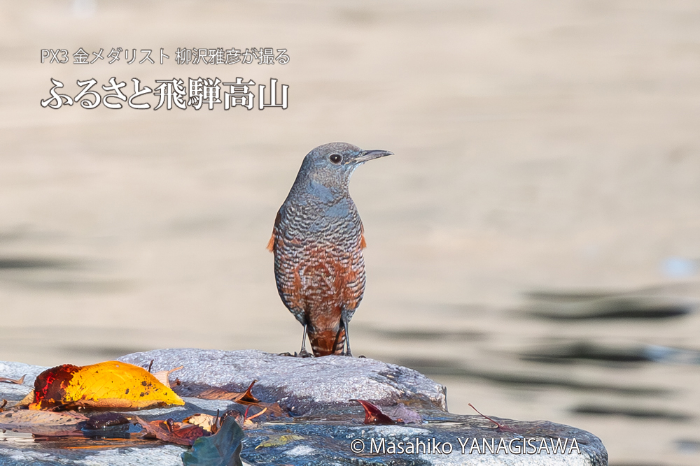 飛騨高山に棲むカワセミとイソヒヨドリの写真。撮影・柳沢雅彦