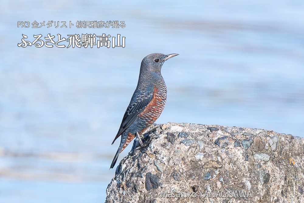 飛騨高山に棲むカワセミとイソヒヨドリの写真。撮影・柳沢雅彦