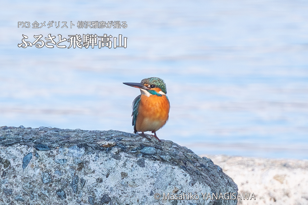 飛騨高山に棲むカワセミとイソヒヨドリの写真。撮影・柳沢雅彦
