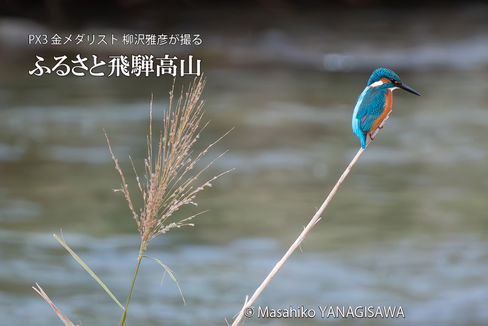 飛騨高山に棲むカワセミの写真。撮影・柳沢雅彦