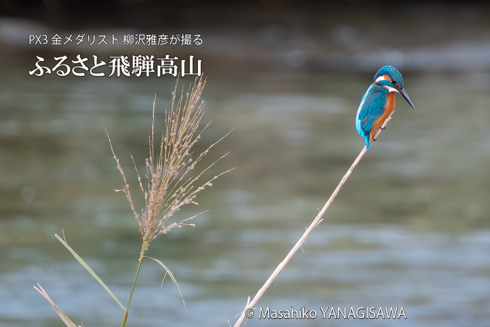 飛騨高山に棲むカワセミの写真。撮影・柳沢雅彦