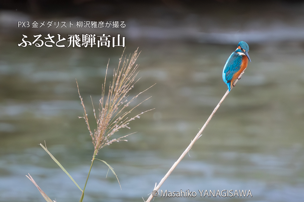 飛騨高山に棲むカワセミの写真。撮影・柳沢雅彦