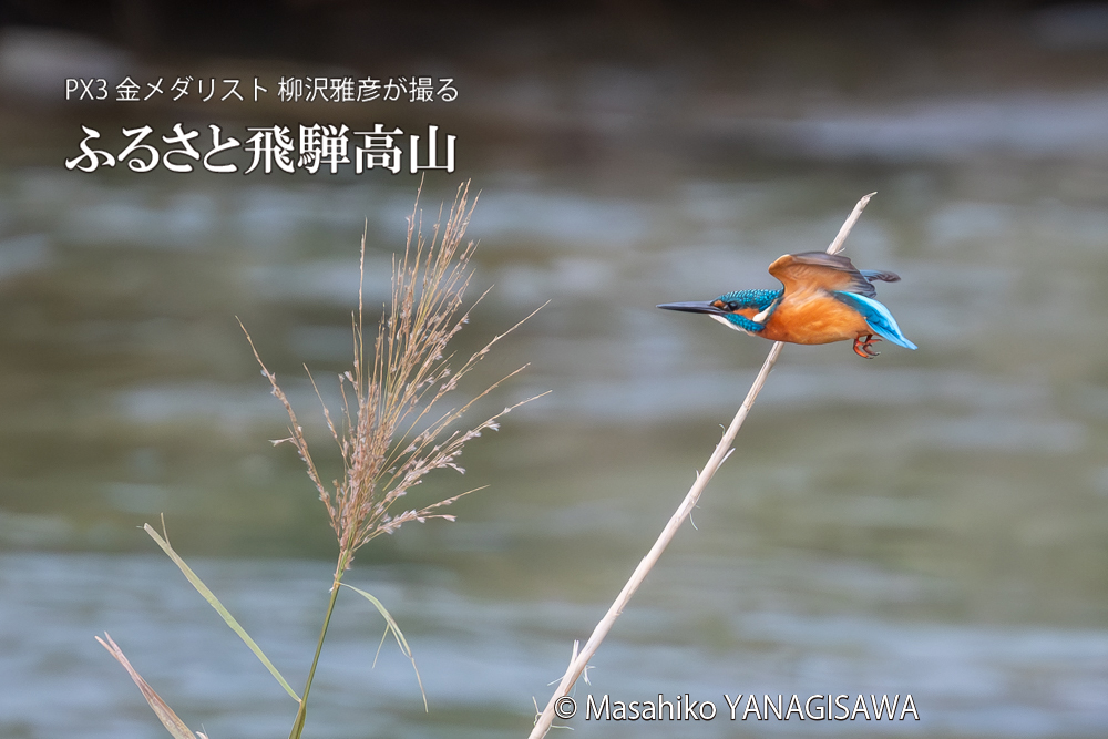 飛騨高山に棲むカワセミの写真。撮影・柳沢雅彦