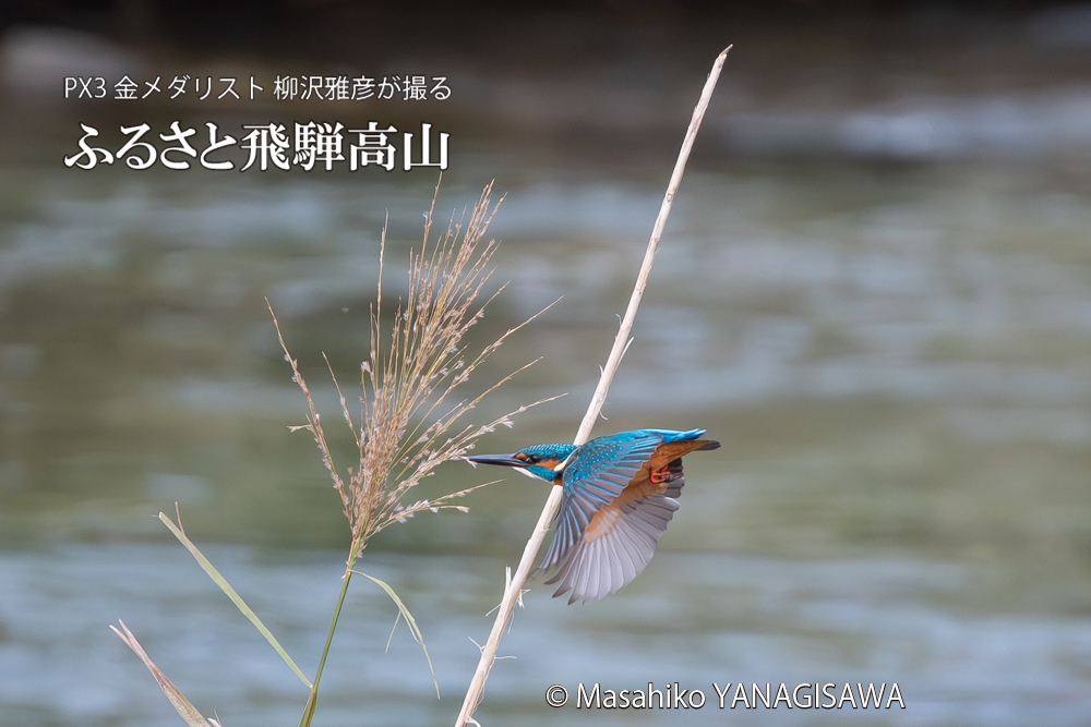 飛騨高山に棲むカワセミの写真。撮影・柳沢雅彦