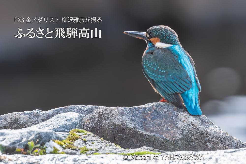 飛騨高山に棲むカワセミの写真。撮影・柳沢雅彦