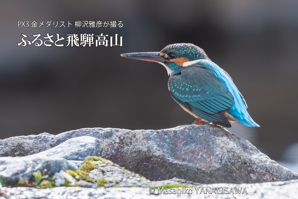 飛騨高山に棲むカワセミの写真。撮影・柳沢雅彦