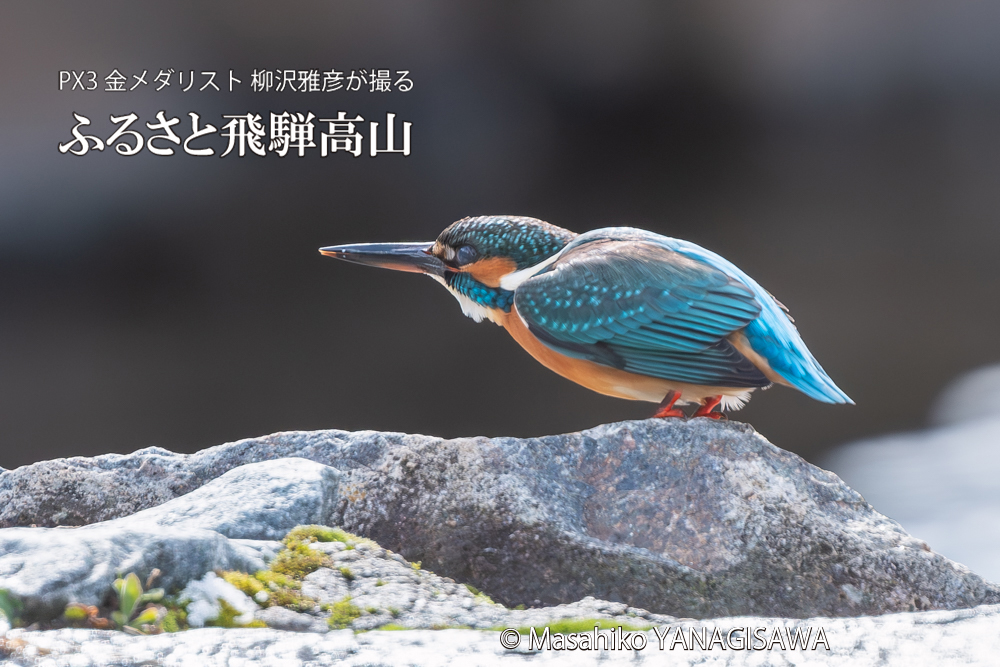 飛騨高山に棲むカワセミの写真。撮影・柳沢雅彦