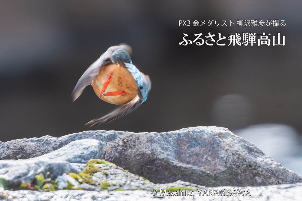 飛騨高山に棲むカワセミの写真。撮影・柳沢雅彦