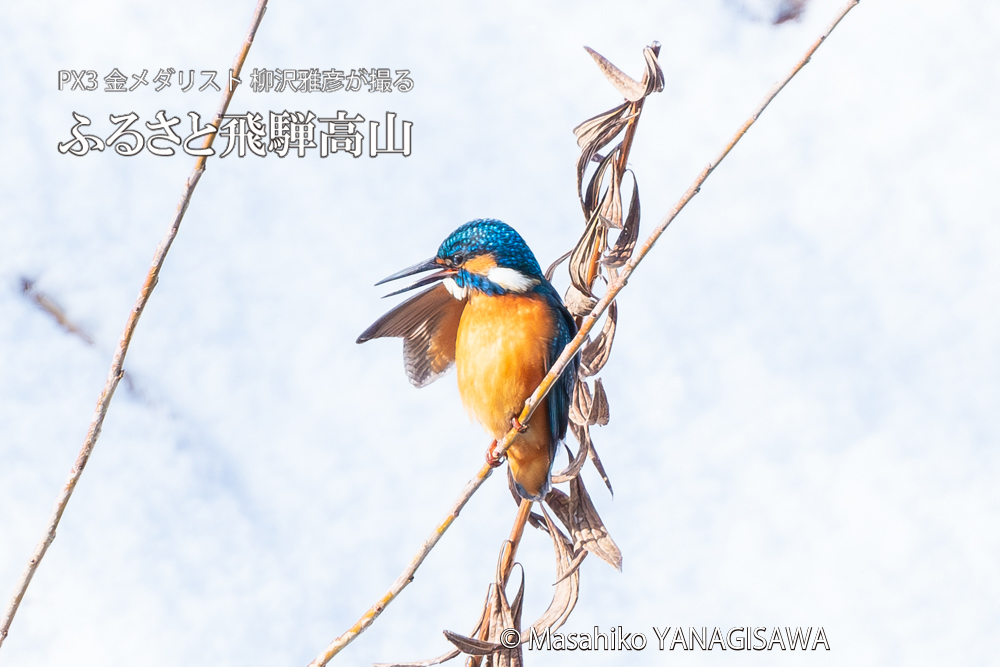 飛騨高山に棲むカワセミの写真。撮影・柳沢雅彦
