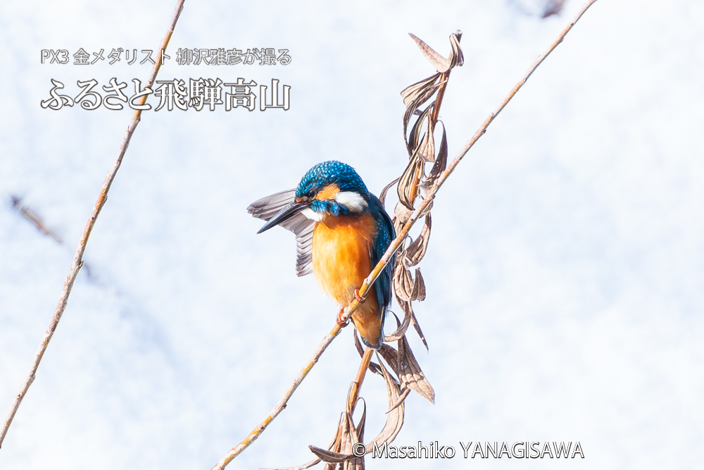 飛騨高山に棲むカワセミの写真。撮影・柳沢雅彦
