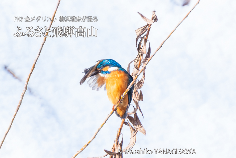 飛騨高山に棲むカワセミの写真。撮影・柳沢雅彦