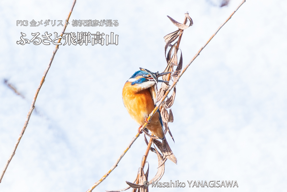 飛騨高山に棲むカワセミの写真。撮影・柳沢雅彦