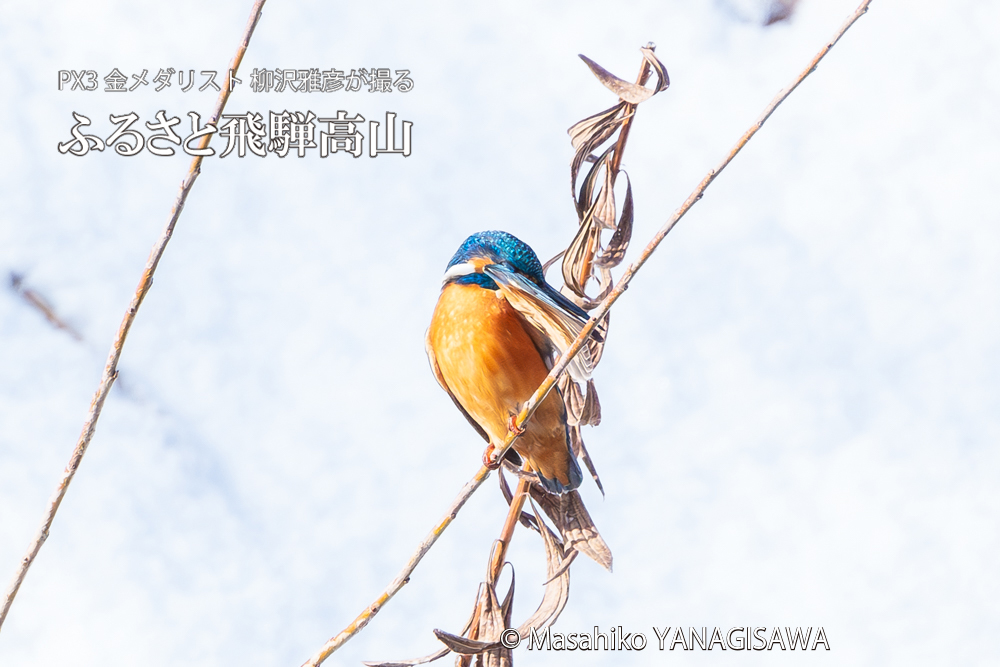 飛騨高山に棲むカワセミの写真。撮影・柳沢雅彦