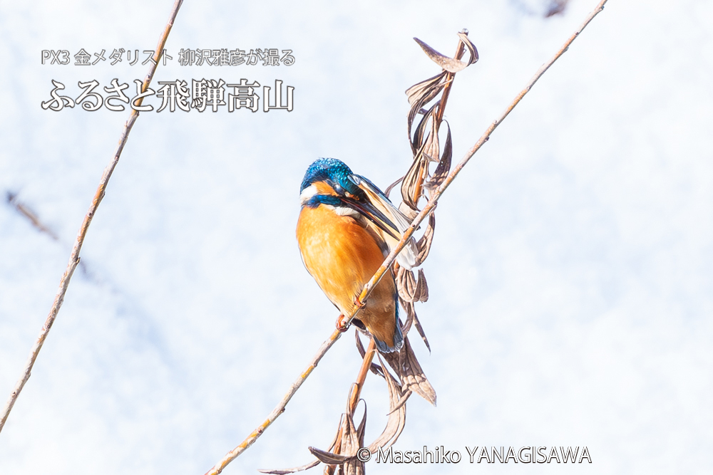 飛騨高山に棲むカワセミの写真。撮影・柳沢雅彦
