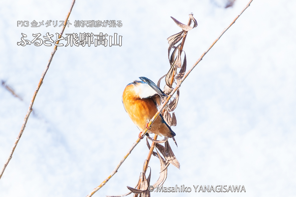 飛騨高山に棲むカワセミの写真。撮影・柳沢雅彦