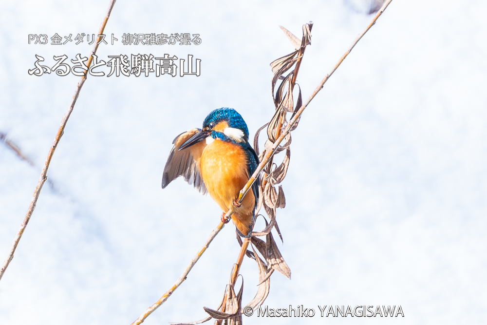 飛騨高山に棲むカワセミの写真。撮影・柳沢雅彦