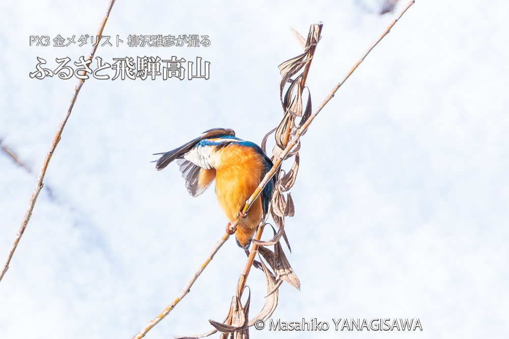 飛騨高山に棲むカワセミの写真。撮影・柳沢雅彦