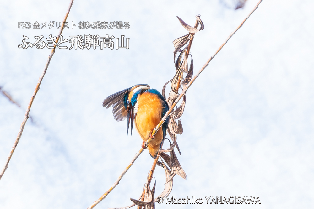 飛騨高山に棲むカワセミの写真。撮影・柳沢雅彦