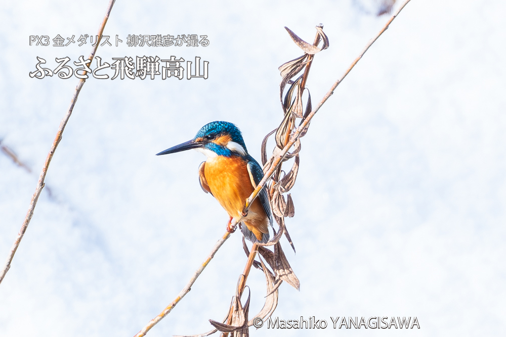飛騨高山に棲むカワセミの写真。撮影・柳沢雅彦
