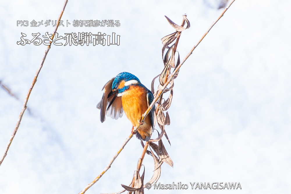 飛騨高山に棲むカワセミの写真。撮影・柳沢雅彦