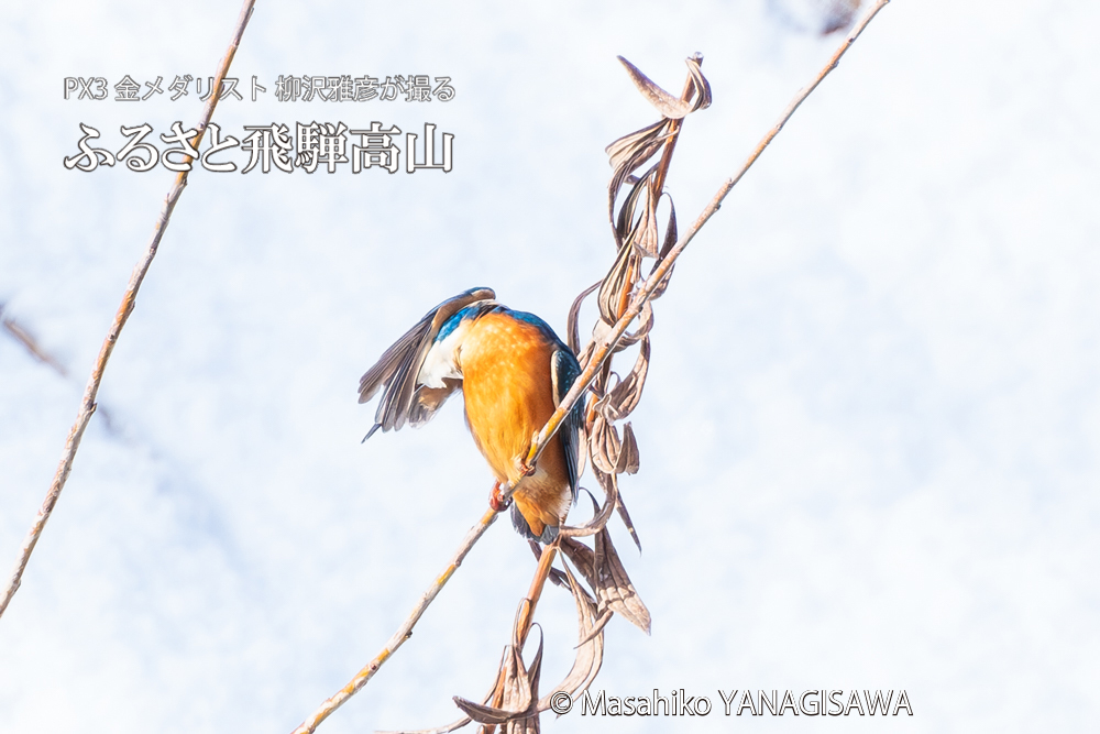 飛騨高山に棲むカワセミの写真。撮影・柳沢雅彦