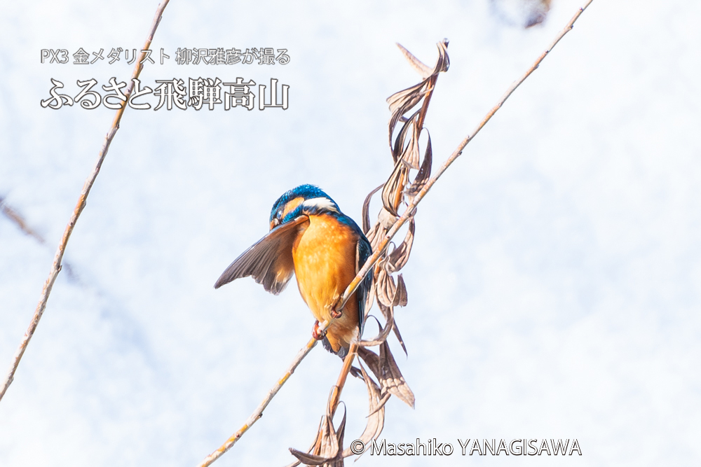 飛騨高山に棲むカワセミの写真。撮影・柳沢雅彦