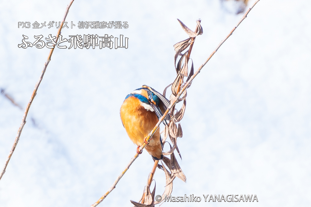飛騨高山に棲むカワセミの写真。撮影・柳沢雅彦