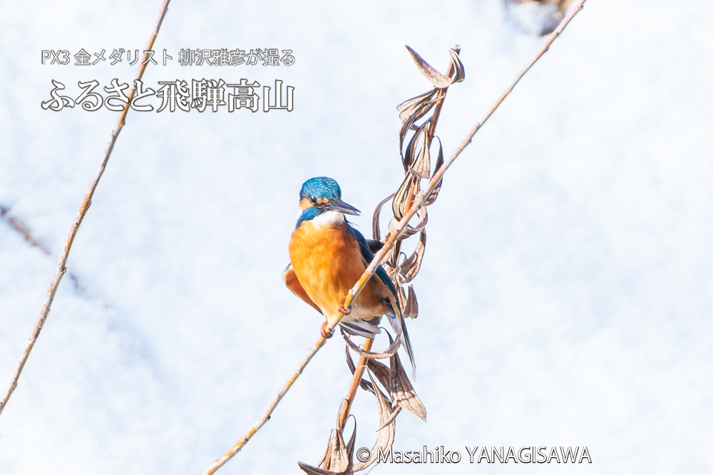 飛騨高山に棲むカワセミの写真。撮影・柳沢雅彦