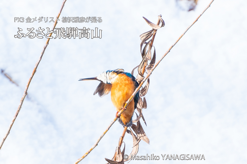 飛騨高山に棲むカワセミの写真。撮影・柳沢雅彦