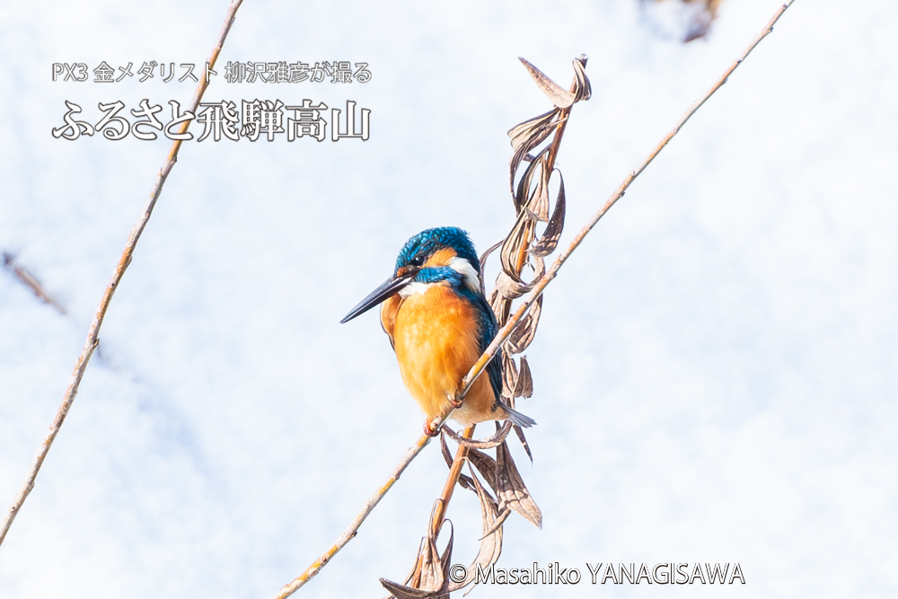 飛騨高山に棲むカワセミの写真。撮影・柳沢雅彦
