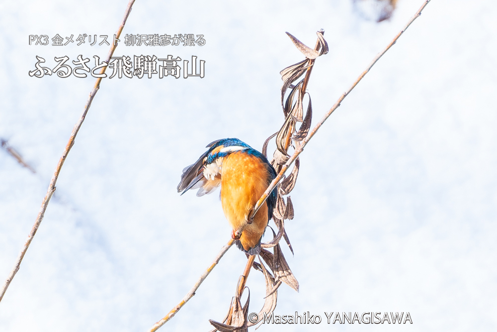 飛騨高山に棲むカワセミの写真。撮影・柳沢雅彦