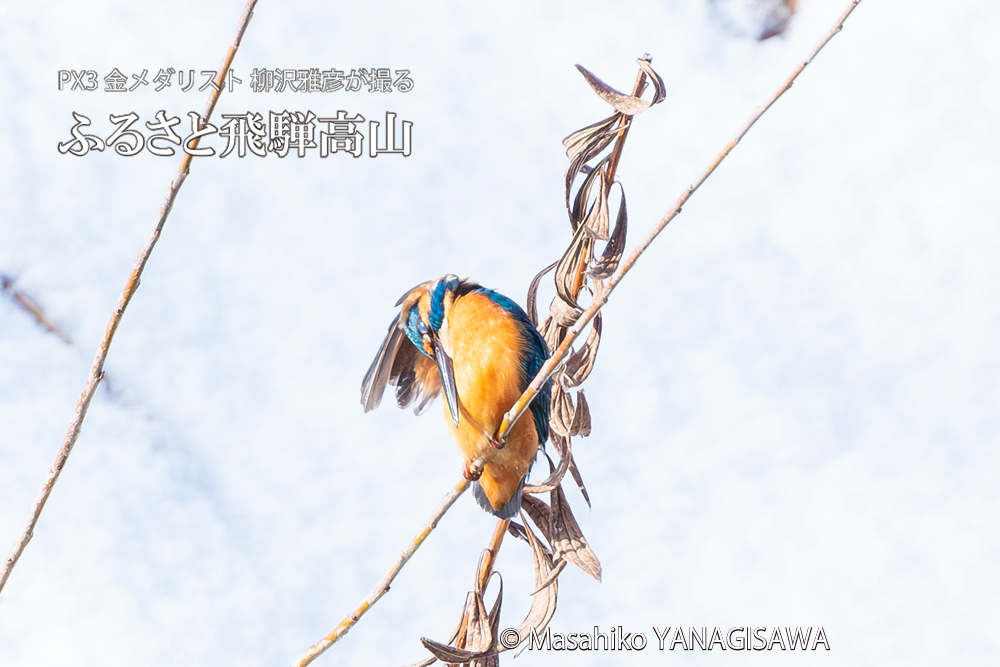 飛騨高山に棲むカワセミの写真。撮影・柳沢雅彦