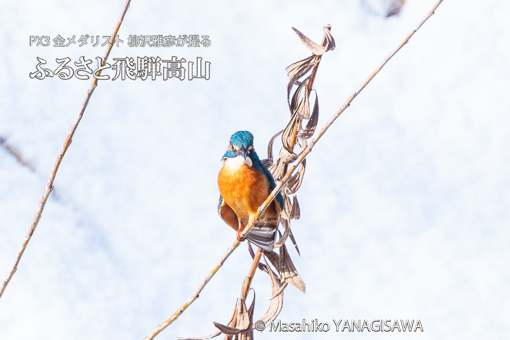 飛騨高山に棲むカワセミの写真。撮影・柳沢雅彦