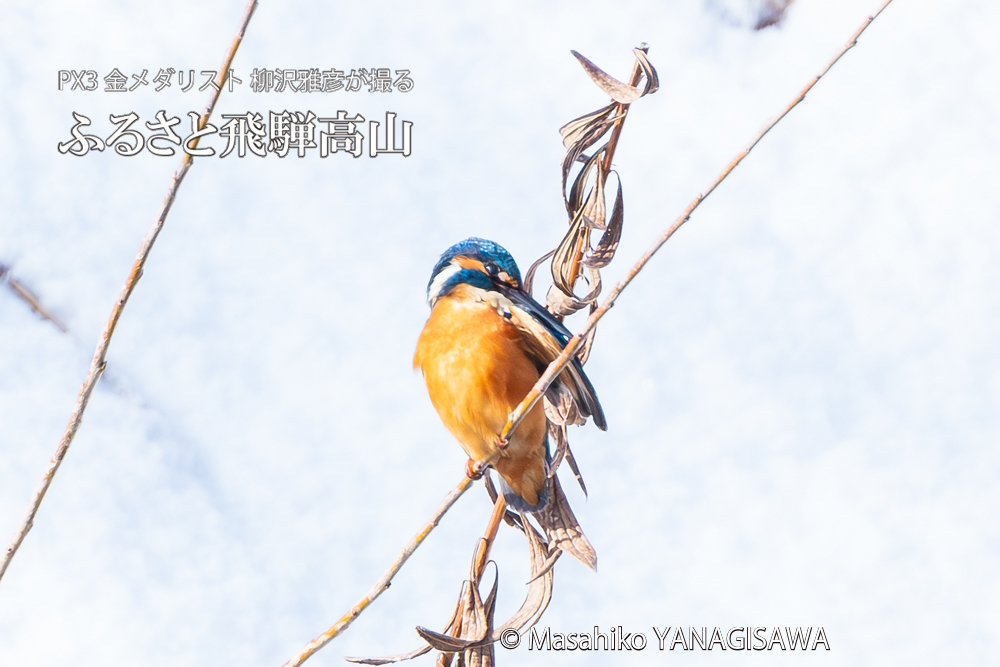 飛騨高山に棲むカワセミの写真。撮影・柳沢雅彦